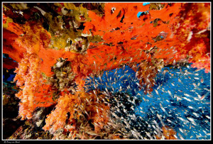 Abstract (corals sponges and glassfish) by Dray Van Beeck 